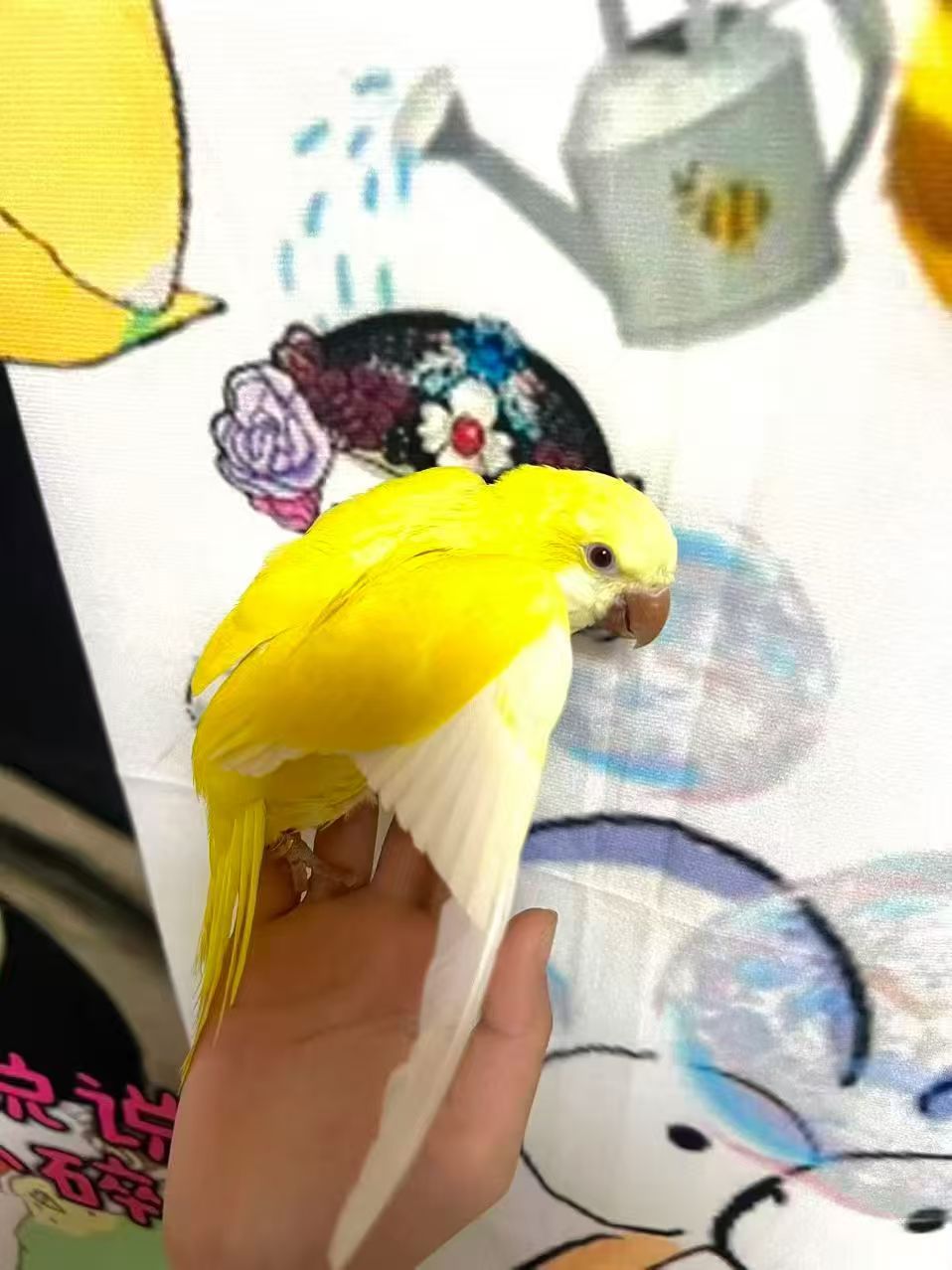 虎皮鹦鹉